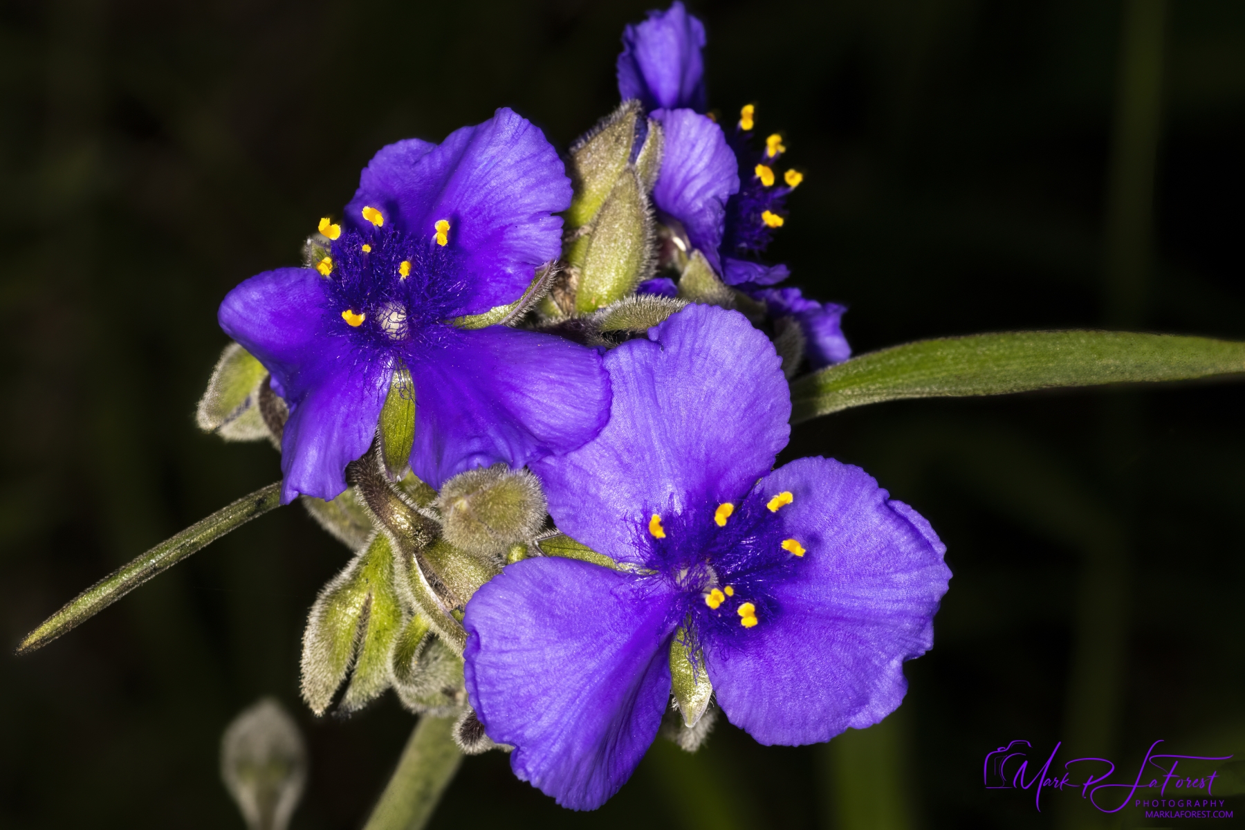 Spiderwort, Austin, Texas